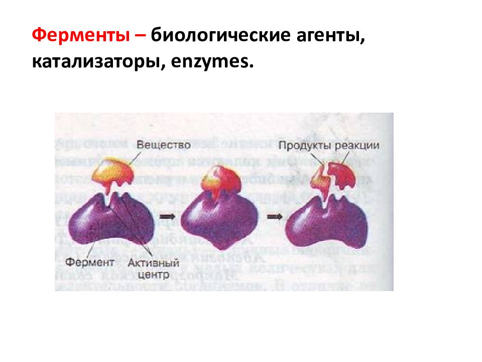 Биологические катализаторы это