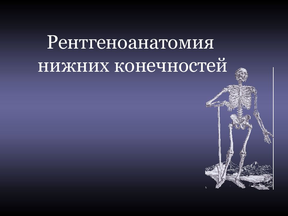 Рентгеноанатомия нижних конечностей