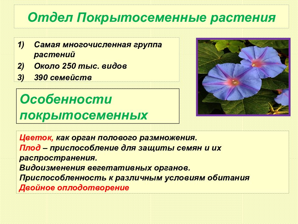 Отдел покрытосеменные общая характеристика и значение презентация