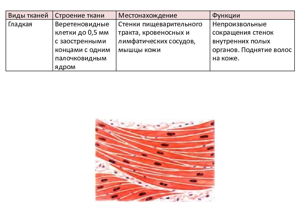 Гладкая мышечная ткань рисунок с подписями