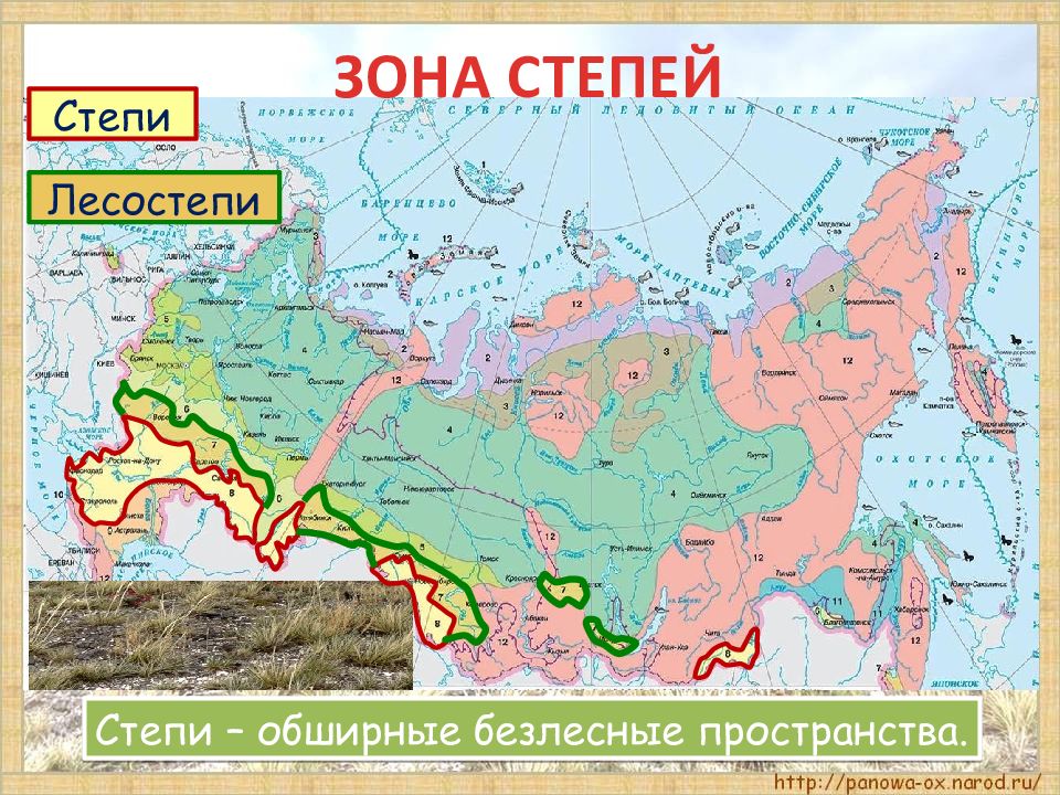 В какой природной зоне находится саратов. Природные зоны России степь. Степи на карте. Природная зона степь географическое положение. Степи на карте России.
