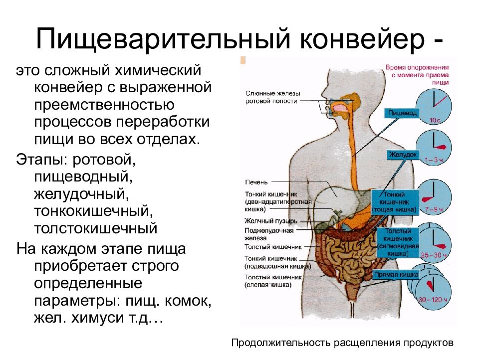 Жкт презентация физиология