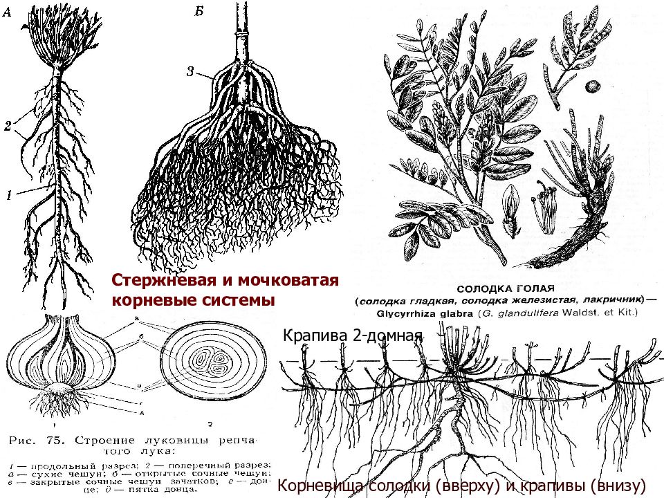 Строение крапивы рисунок