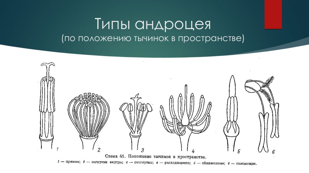 Андроцей. Однобратственный андроцей. Андроцей и гинецей типы строение. Двубратственный андроцей. Андроцей строение тычинки.