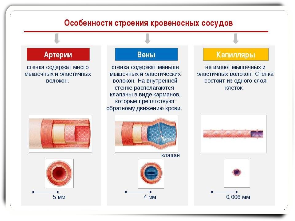 На рисунке изображен фрагмент кровеносного капилляра какой процесс протекает в кровеносном сосуде