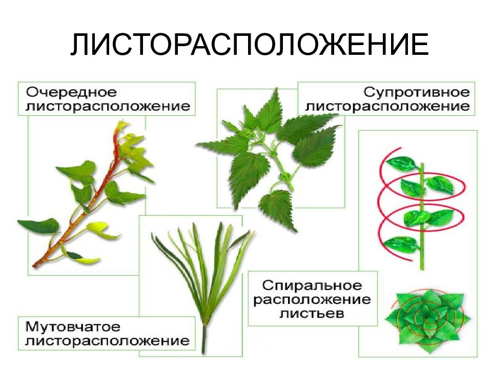 Биология 6 класс рисунок листорасположение