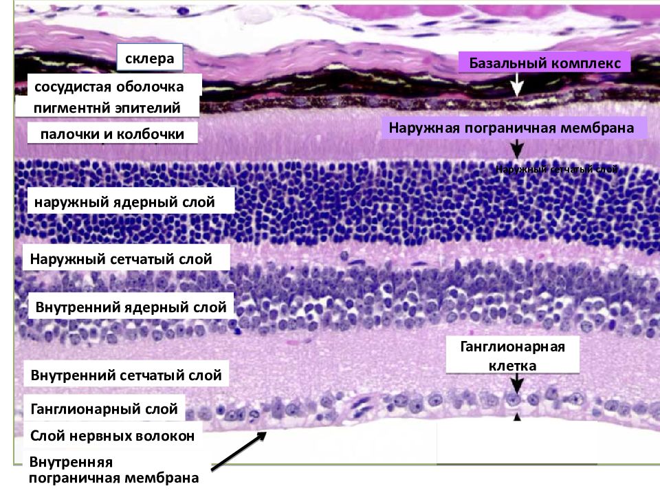 Общий план строения глазного яблока гистология