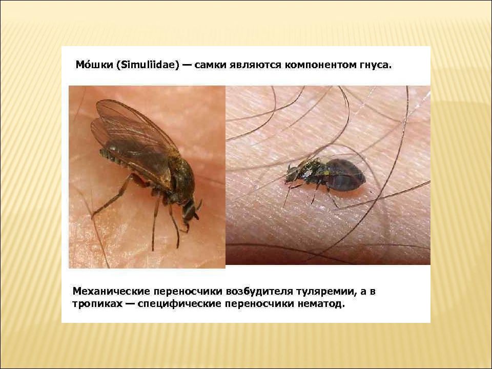 Когда пропадет мошка в волгограде. Гнус мошка. Мошки Simuliidae. Мошки симулиды.