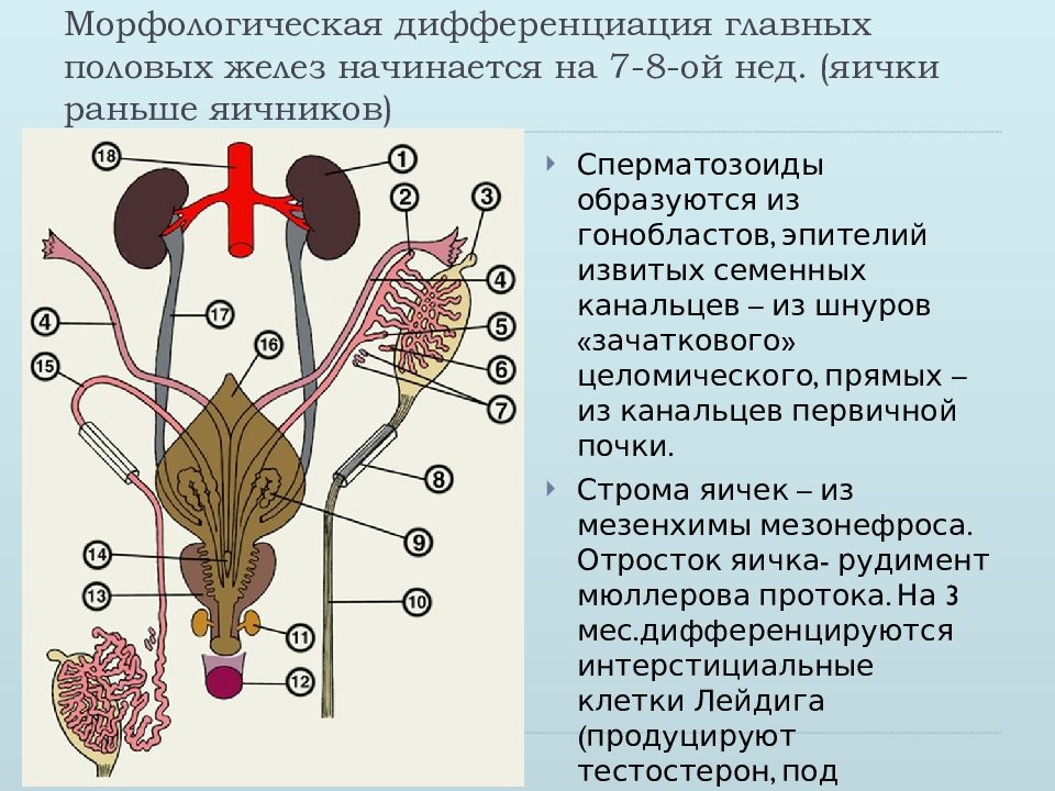 Женская половая система 8 класс. Целомический эпителий яичников. Предстательная железа кт анатомия. Зональная анатомия предстательной железы. Какие гормоны вырабатывает предстательная железа.