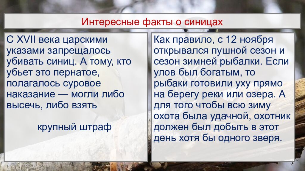 Интересные факты о синицах