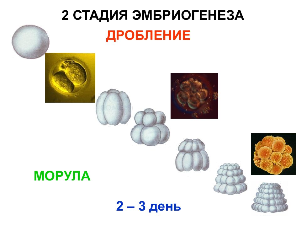 Дробление эмбриогенеза. Стадия дробления эмбриогенеза. 2 Стадия эмбриогенеза. Этапы эмбриогенеза дробление. Второй этап эмбриогенеза.