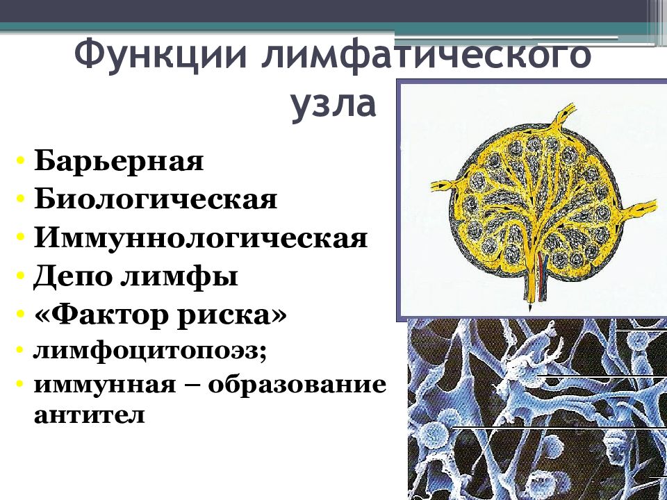 Функции лимфатических узлов. Функциональная анатомия лимфатической системы. Депо лимфы. Функции лимфоидных узелков.