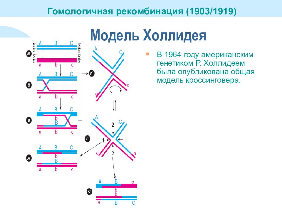 Обмен гомологичными участками. Гомологичная рекомбинация модель Холлидея. Модель Холлидея молекулярные механизмы рекомбинации. Модель Мезельсона-Рэддинга рекомбинация. Схема кроссинговера Холлидея.