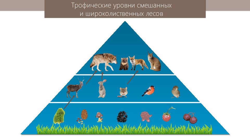 В представленном на рисунке сообществе присутствует впиши только число трофических уровня