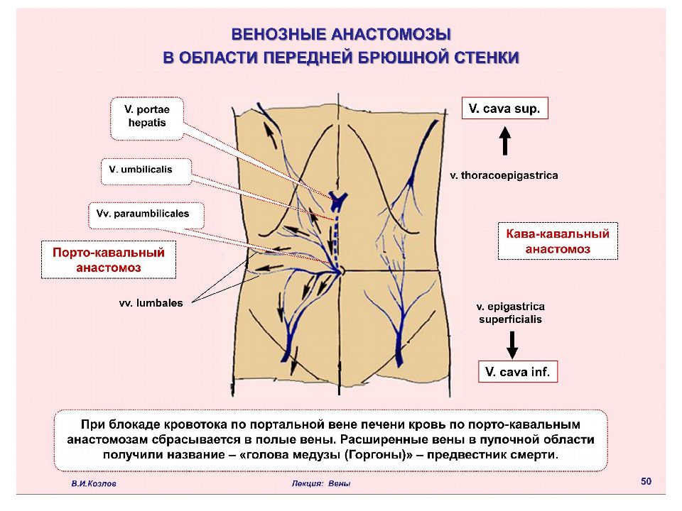 Венозные анастомозы рисунок