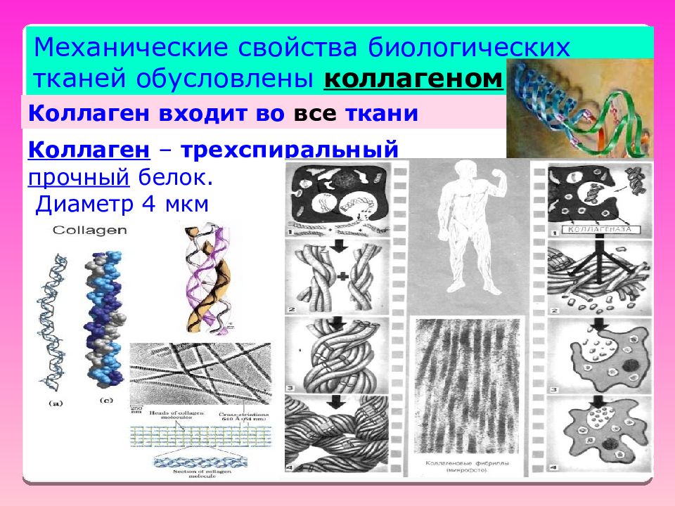 Ткань проводимость. Механические свойства биологических тканей формулы. Деформация биологических тканей. Механические свойства живых тканей. Механические свойства биотканей.