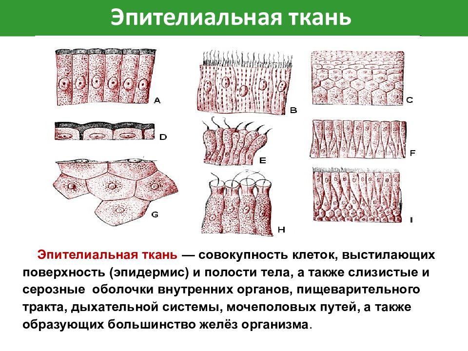 Какая ткань выстилает стенки внутренних органов