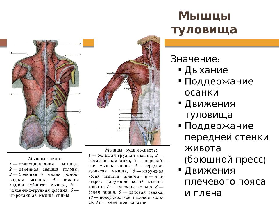 Мышцы туловища спины