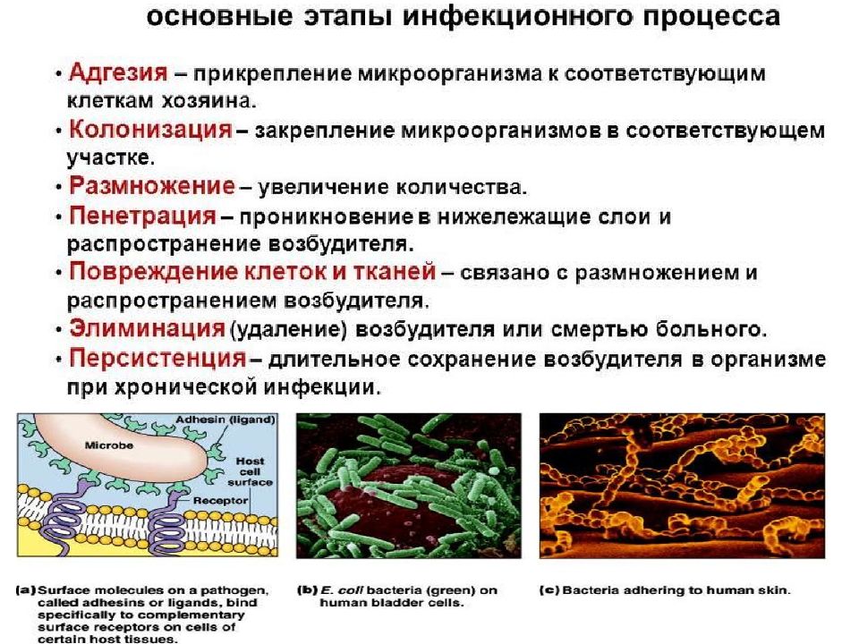 Инфекционный процесс. Вызываемые заболевания Сибирская язва. Сибирская язва пути передачи. Пути передачи инфекции при сибирской язве. Кишечная Сибирская язва.