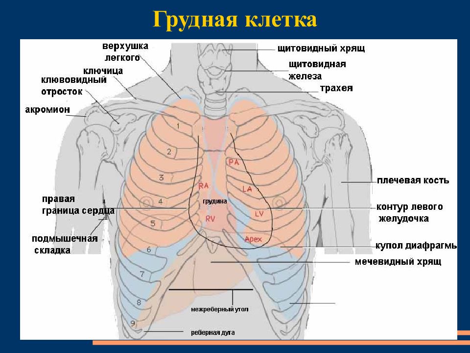 Местоположение легких. Строение грудной клетки женщины анатомия с органами. Анатомия человека грудная клетка внутренние органы.