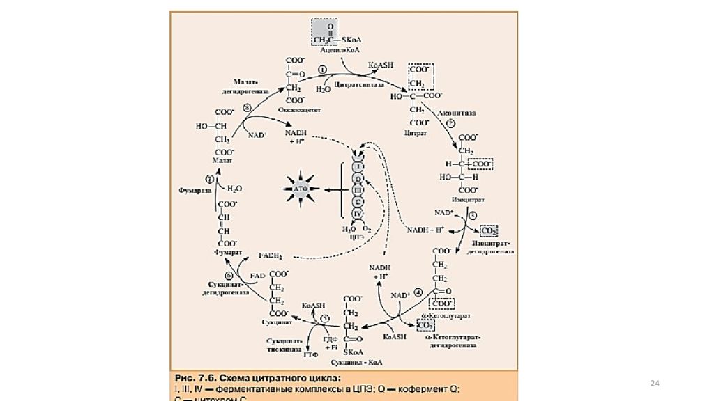 Цитратный цикл. Схема цитратного цикла биохимия. Общая схема цитратного цикла. Цитратный цикл реакции. Цитратный цикл Кребса.