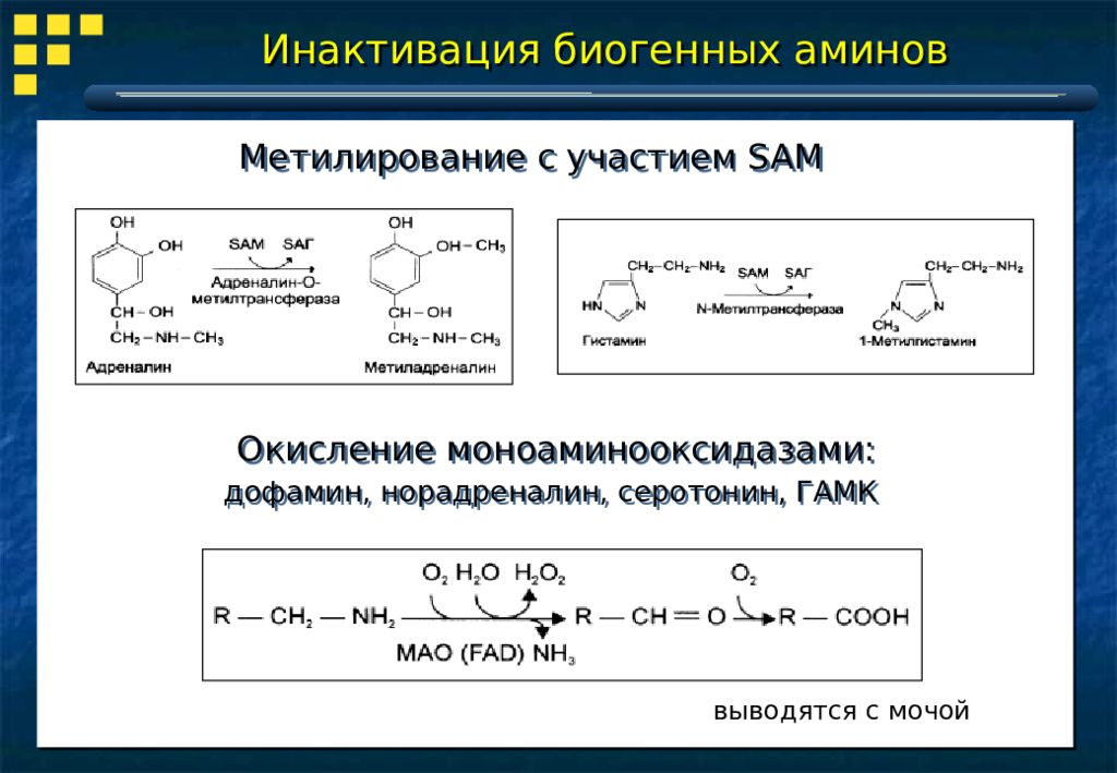 Синтез биогенных аминов. Роль биогенных Аминов. Биогенные Амины. Схема синтеза и биологическая роль биогенных Аминов..