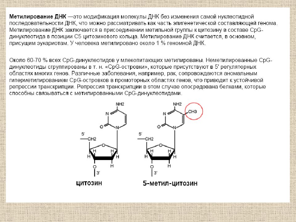 Содержание цитозина в днк. Механизм метилирования нуклеотидов. Цикл метилирования биохимия. Цикл метилирования схема. Схема метилирования ДНК.