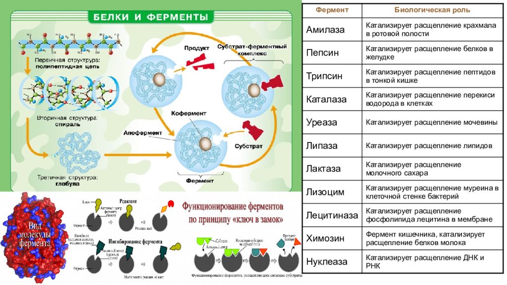 Химический состав клетки презентация