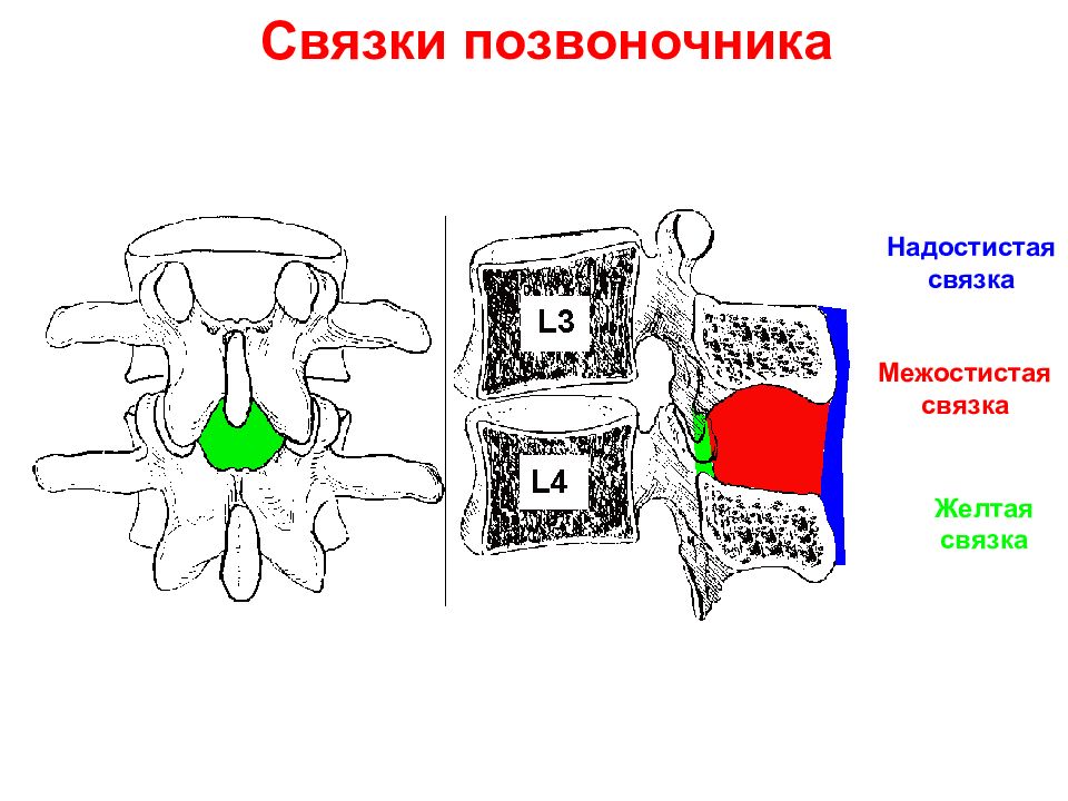 Связки позвоночника. Надостистые связки позвонков. Межостистые связки позвоночника. Надостиская связка позаонкт. Задняя продольная связка позвоночника.