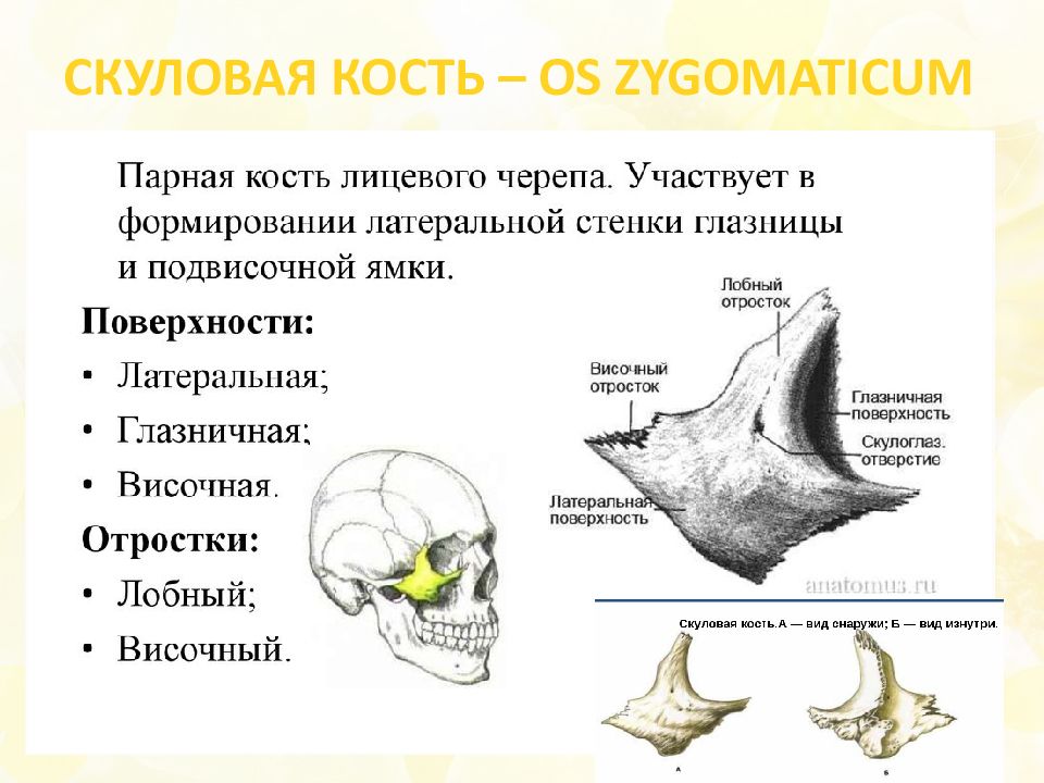 Кости черепа презентация анатомия