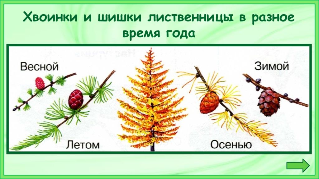 Что такое хвоинки 1 класс. Лиственница шишки и хвоинки. Что такое хвоинки 1 класс окружающий мир. Что такое хвоинки презентация. Что такое хвоинки практическая работа.