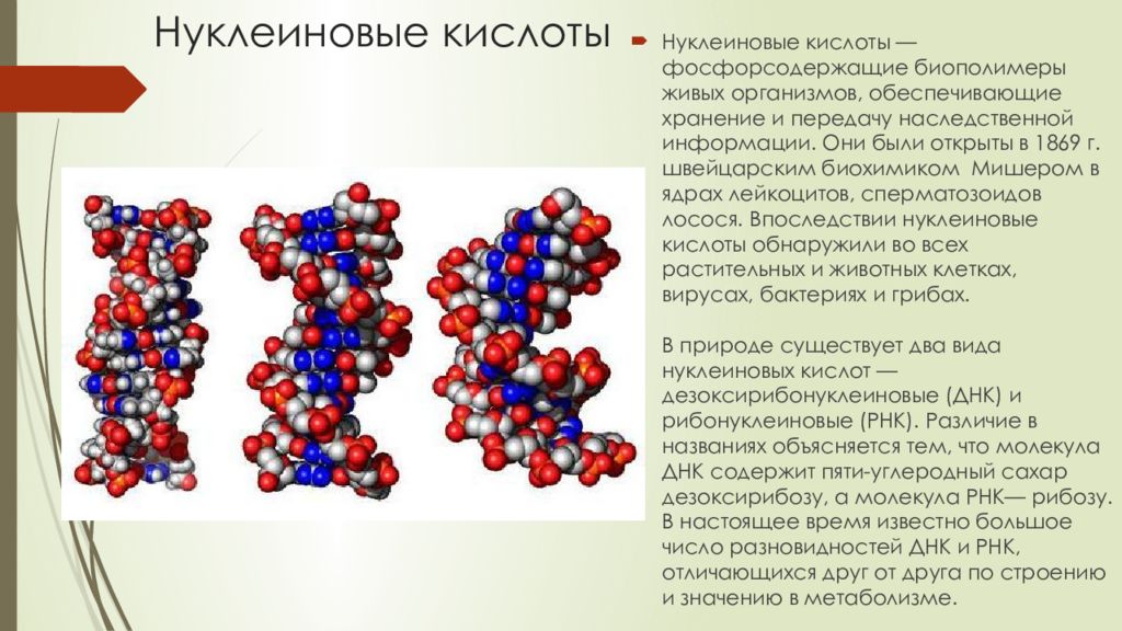 Структура нуклеиновых кислот днк. Строение нуклеиновых кислот. Строение ДНК биология 9 класс. Структура ДНК И РНК. Строение клетки ДНК И РНК.