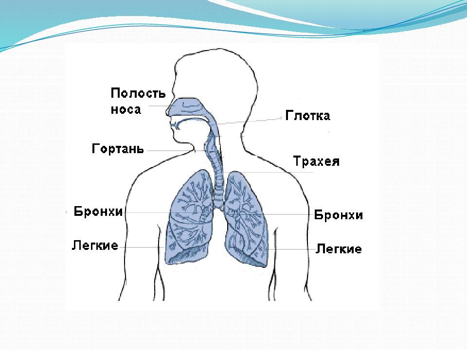 Дыхательная система 3 класс схема