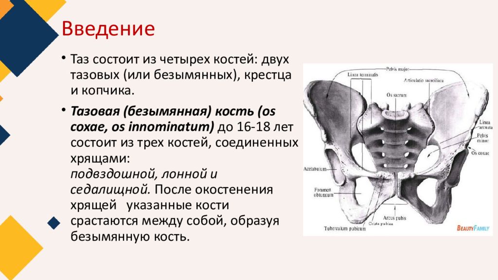 Исследование таза