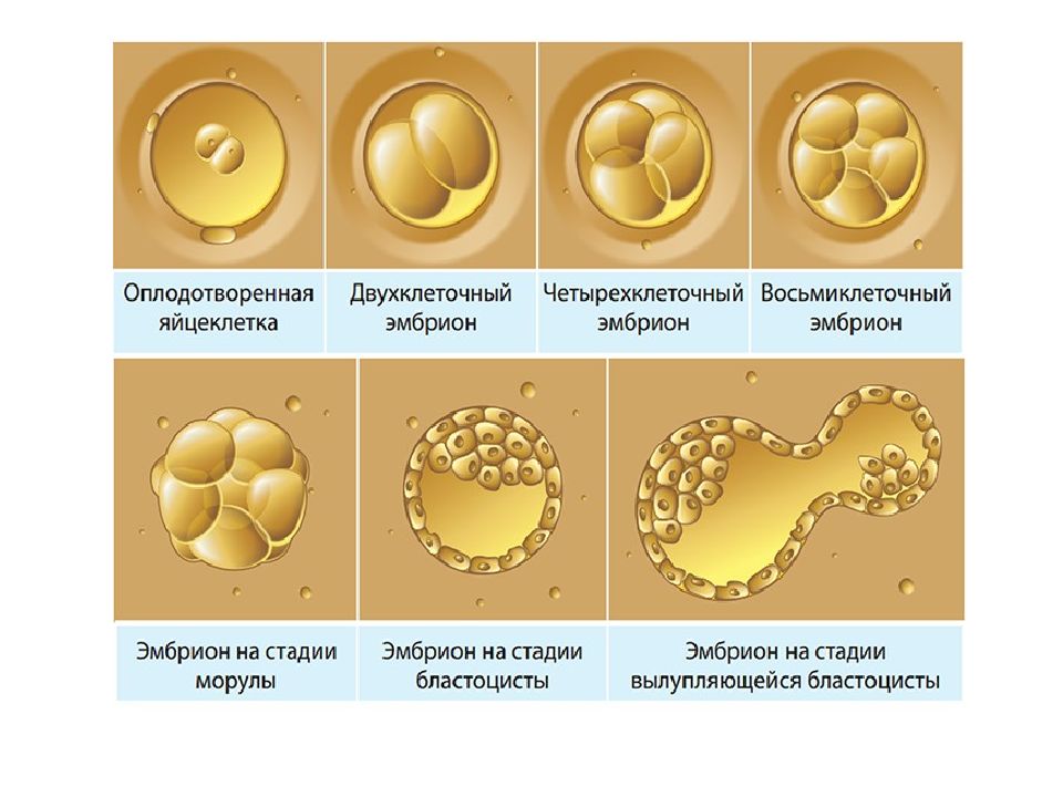 Презентация на тему оплодотворение и развитие плодного яйца