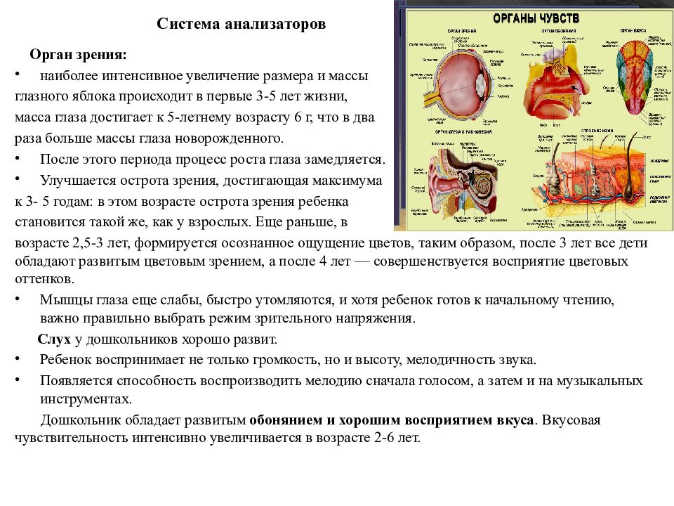 Физиология анализаторов физиология презентация