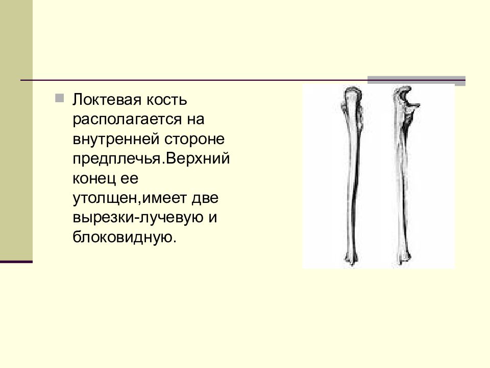 Локтевая кость рисунок. Локтевая кость строение и функции. Верхний кости локтевая кость. Локтевая кость блоковидная вырезка. Локтевая кость расположена на предплечье.