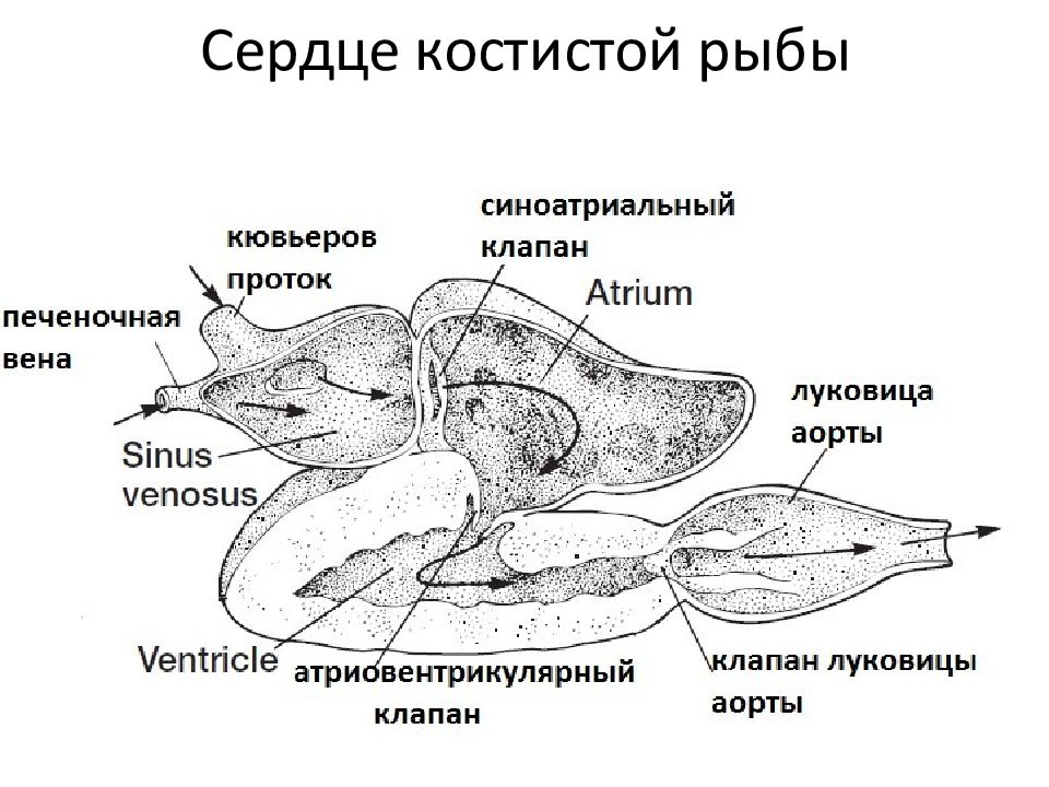 Сердце рыбы. Схема строения сердца рыб. Строение сердца костистых рыб. Сердце щуки строение. Сердце рыб строение анатомия.