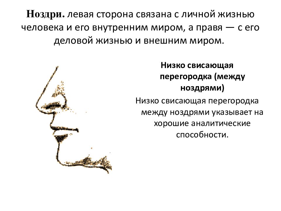 Физиогномика обучение. Физиогномика ноздри. Физиогномика нос. Физиогномика картинки.