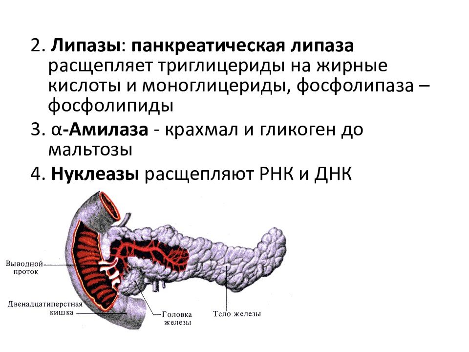 Какие типы ферментов синтезируются в стенках тонкого кишечника