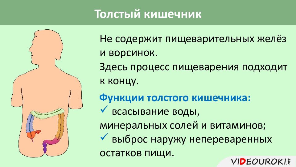 Функции толстой кишки в пищеварительной системе. Железы внешней и смешанной секреции. Желёзы смешанной секреции перечисление. Секреция поджелудочной железы внутренняя секреция. Железы смешанной секреции. 9 Класс.