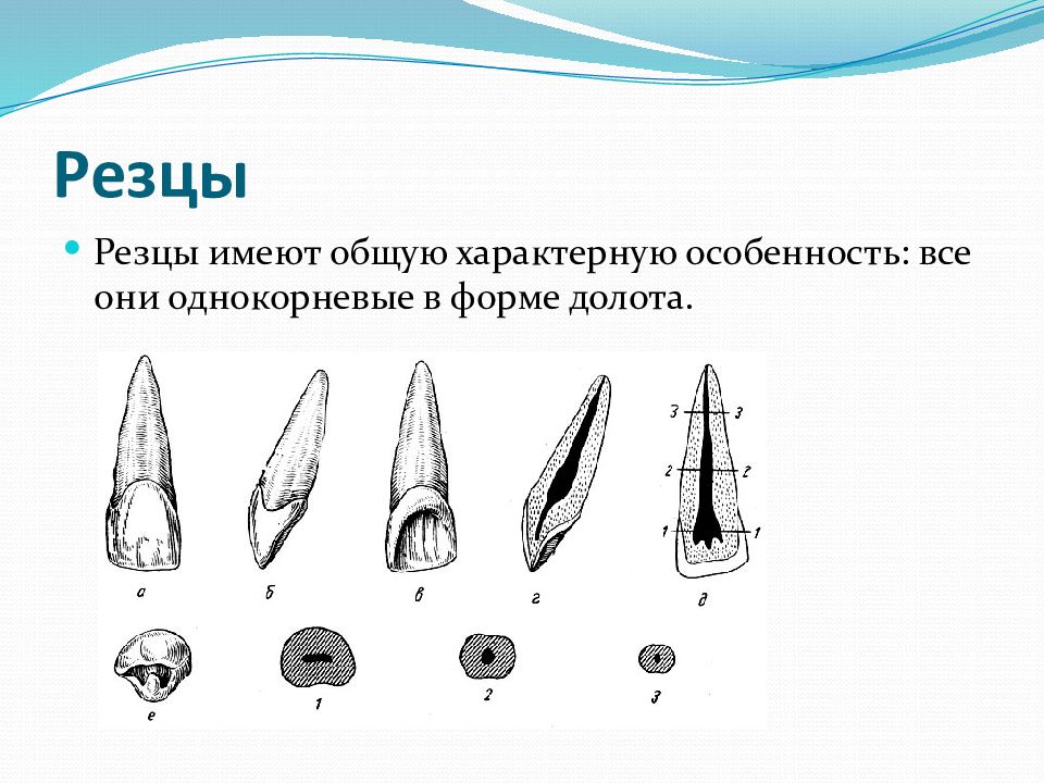 Какую особенность имеют резцы у грызунов. Резцы имеют:. Резцы представляют собой зубы. Особенности резцов.