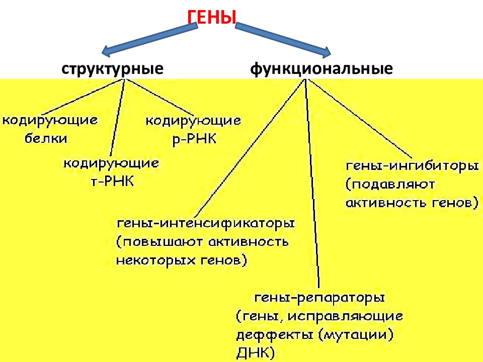 Функционирующий ген