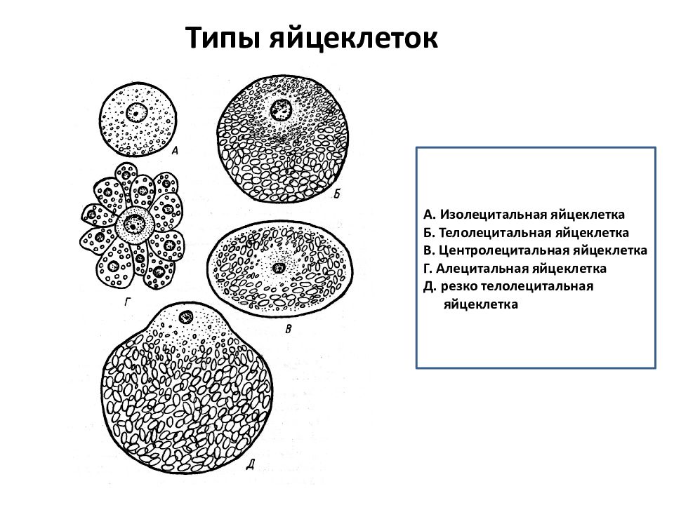 Для яйцеклетки характерно