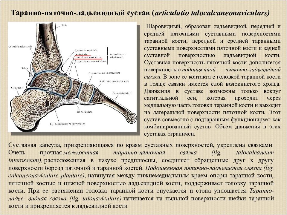 Суставные поверхности костей