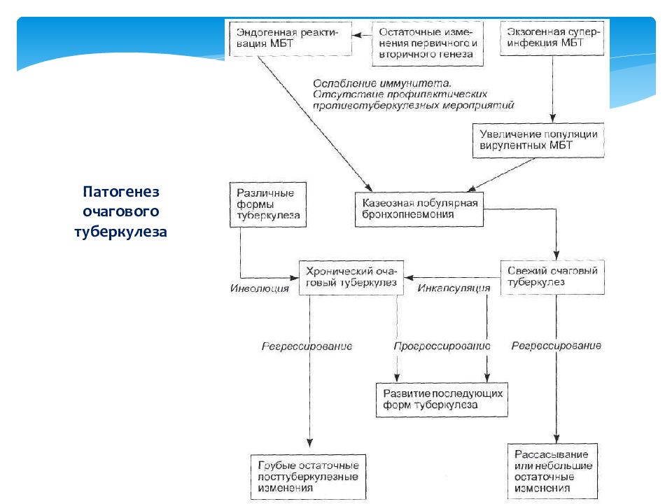 Патогенез туберкулеза презентация