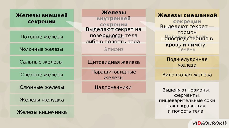 Железы внутренней смешанной и внешней секреции схема