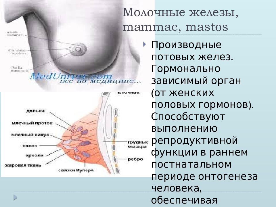 Железы груди. Молочные железы. Молочные железы женщины. Анатомия молочной железы. Строение женской груди наружное.