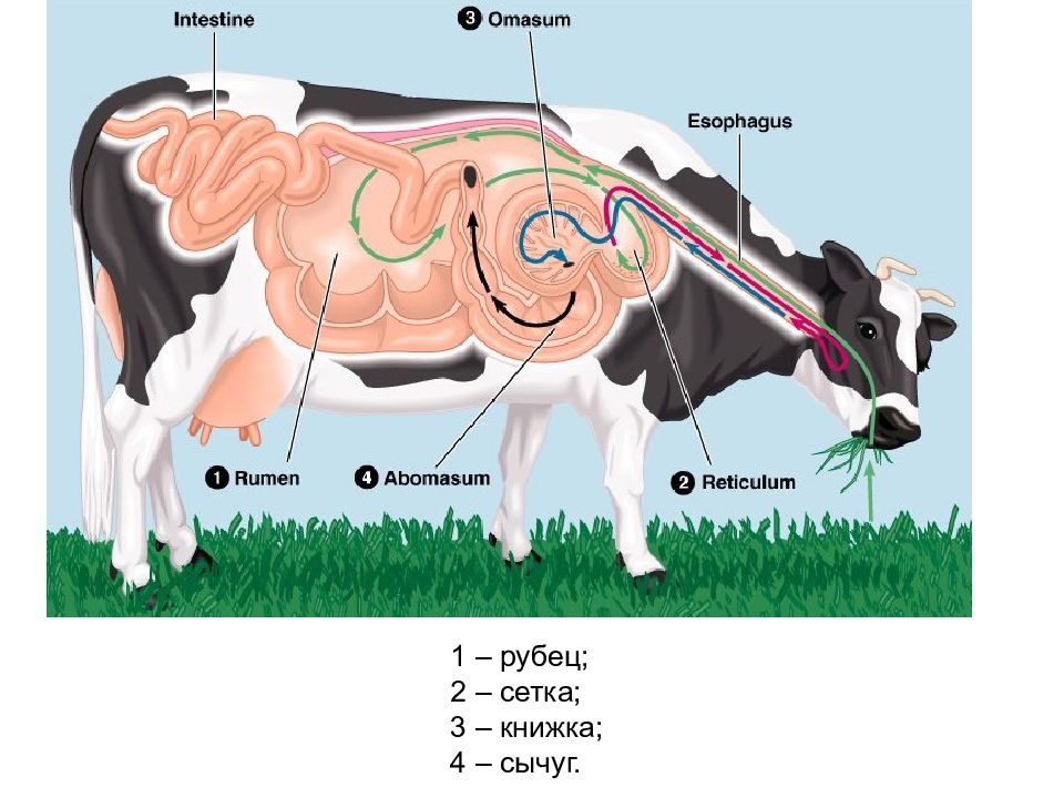 Раскрасьте на рисунке отделы желудка коровы зеленым цветом рубец