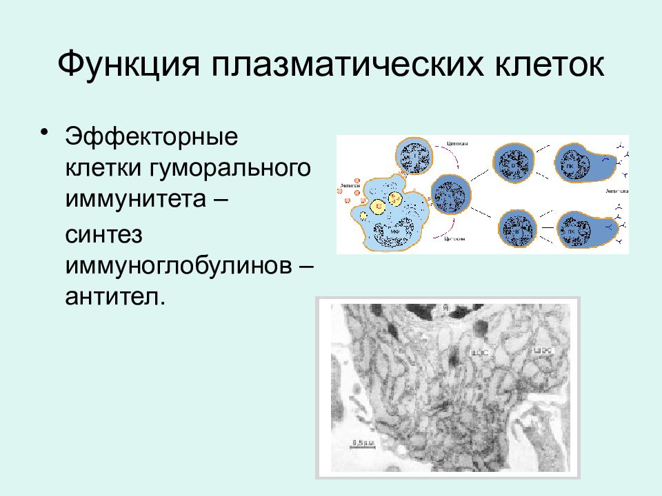 Плазмоциты функции